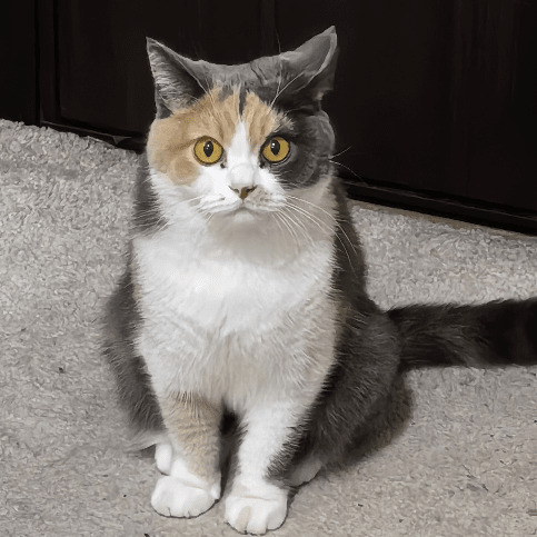 SuperBlackCat 's avartar